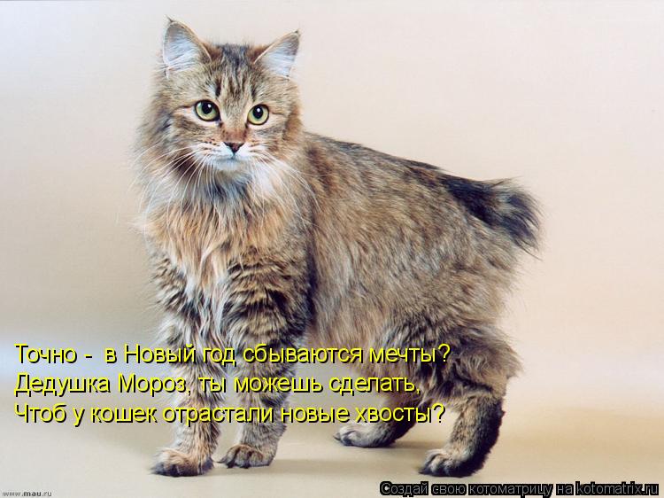 Чтоб у кошек отрастали новые хвосты? Дедушка Мороз, ты можешь сделать, Точно - в Новый год сбываютс... Котоматрица: Чтоб у кошек отрастали новые хвосты? Дедушка Мороз, ты можешь сделать, Точно - в Новый год сбываются мечты?