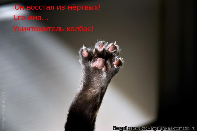 Он восстал из мёртвых! Его имя... Уничтожитель колбас!... Котоматрица: Он восстал из мёртвых! Его имя... Уничтожитель колбас!