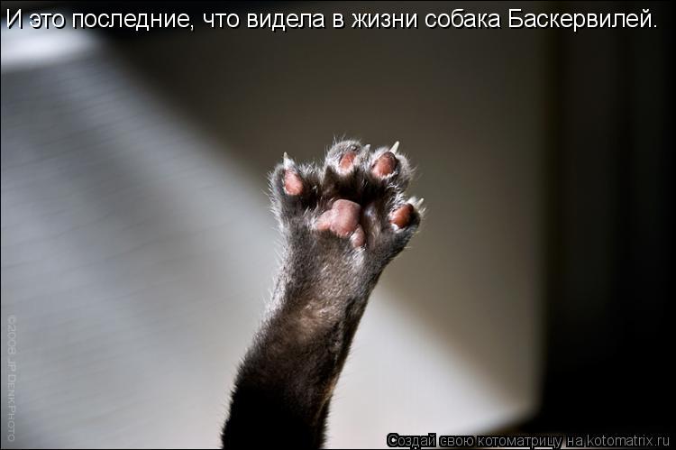 И это последние, что видела в жизни собака Баскервилей.... Котоматрица: И это последние, что видела в жизни собака Баскервилей.