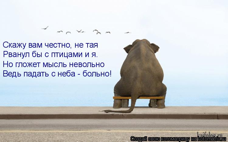 Котоматрица: Скажу вам честно, не тая  Рванул бы с птицами и я.  Но гложет мысль невольно Ведь падать с неба - больно!