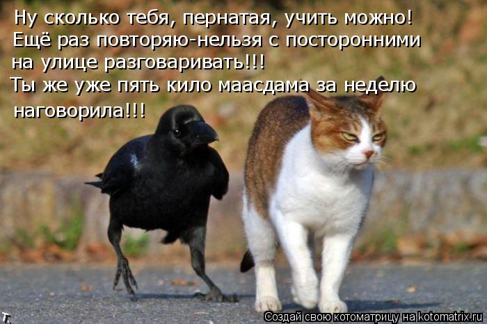 Ну сколько тебя, пернатая, учить можно! Ещё раз повторяю-нельзя с посторонними на улице разговаривать... Котоматрица: Ну сколько тебя, пернатая, учить можно! Ещё раз повторяю-нельзя с посторонними на улице разговаривать!!! Ты же уже пять кило маасдама за неде