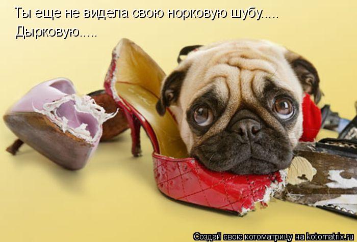 Котоматрица: Ты еще не видела свою норковую шубу..... Дырковую.....