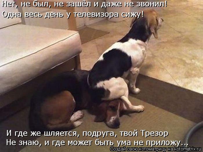 Котоматрица: Одна весь день у телевизора сижу! Нет, не был, не зашёл и даже не звонил! И где же шляется, подруга, твой Трезор Не знаю, и где может быть ума не 