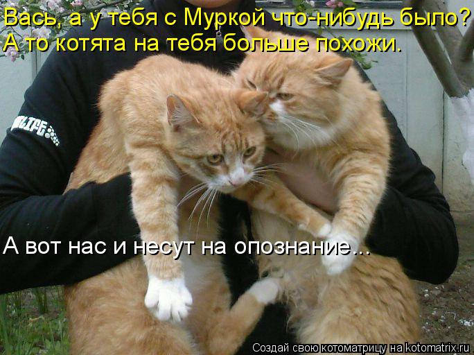Котоматрица: Вась, а у тебя с Муркой что-нибудь было? А то котята на тебя больше похожи. А вот нас и несут на опознание...