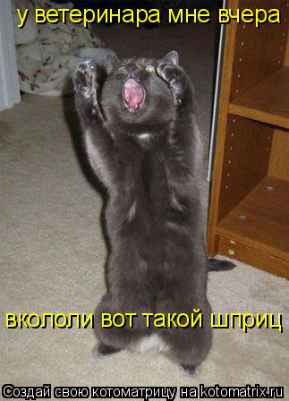 Котоматрица: вкололи вот такой шприц  у ветеринара мне вчера  у ветеринара мне вчера