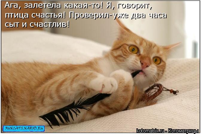 Ага, залетела какая-то! Я, говорит, птица счастья! Проверил-уже два часа сыт и счастлив!... Котоматрица: Ага, залетела какая-то! Я, говорит, птица счастья! Проверил-уже два часа сыт и счастлив!