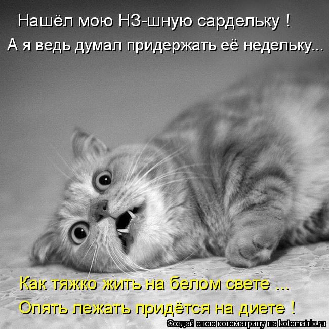 Нашёл мою НЗ-шную сардельку ! А я ведь думал придержать её недельку... Как тяжко жить на белом свете ... Котоматрица: Нашёл мою НЗ-шную сардельку ! А я ведь думал придержать её недельку... Как тяжко жить на белом свете ... Опять лежать придётся на диете !