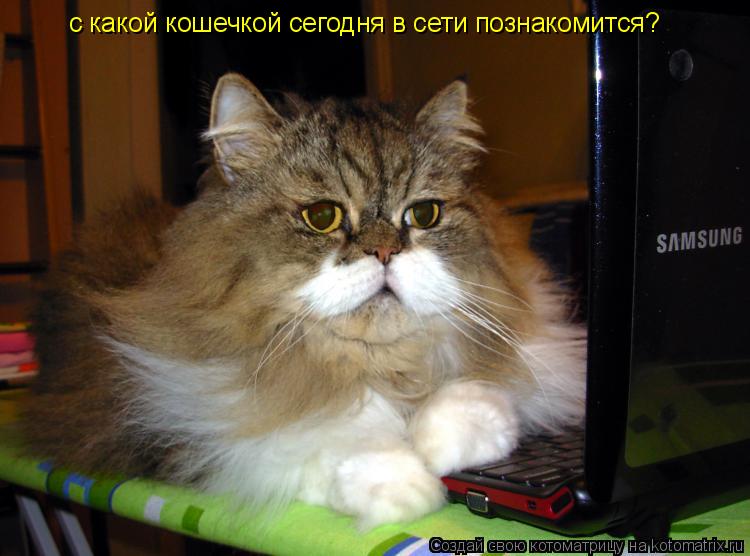 Котоматрица: с какой кошечкой сегодня в сети познакомится?