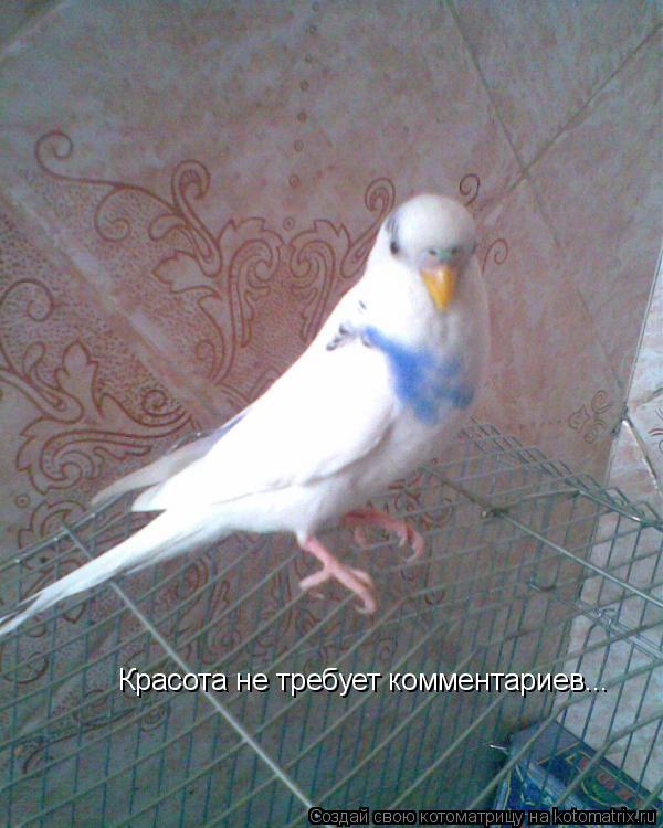 Котоматрица: Красота не требует комментариев...