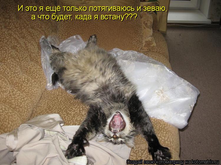 И это я ещё только потягиваюсь и зеваю, а что будет, када я встану???... Котоматрица: И это я ещё только потягиваюсь и зеваю, а что будет, када я встану???