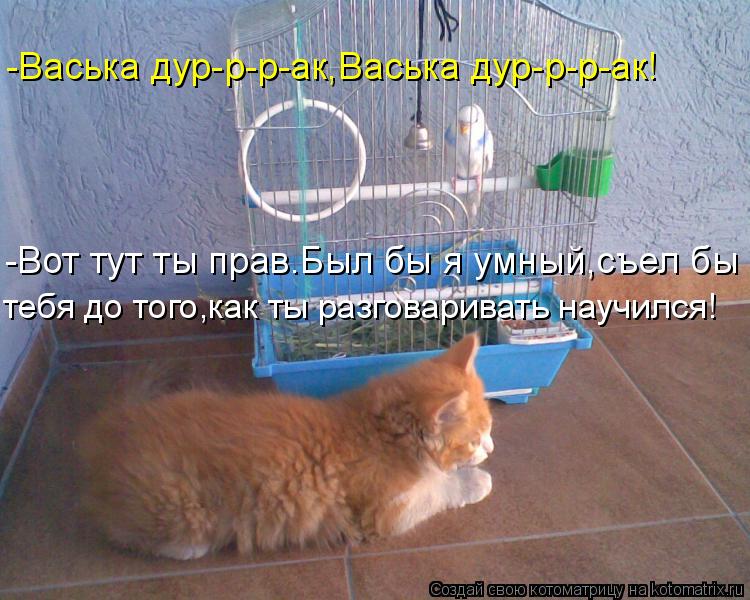 -Васька дур-р-р-ак,Васька дур-р-р-ак! -Вот тут ты прав.Был бы я умный,съел бы тебя до того,как ты раз... Котоматрица: -Васька дур-р-р-ак,Васька дур-р-р-ак! -Вот тут ты прав.Был бы я умный,съел бы тебя до того,как ты разговаривать научился!