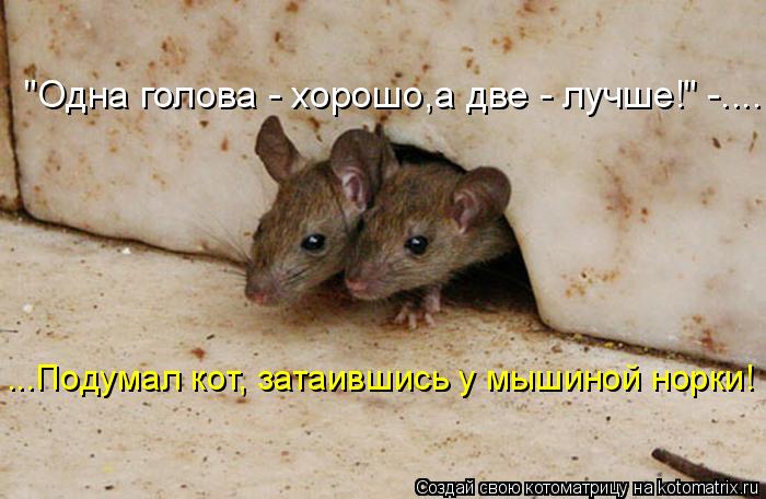 "Одна голова - хорошо,а две - лучше!" -.... ...Подумал кот, затаившись у мышиной норки!... Котоматрица: "Одна голова - хорошо,а две - лучше!" -.... ...Подумал кот, затаившись у мышиной норки!