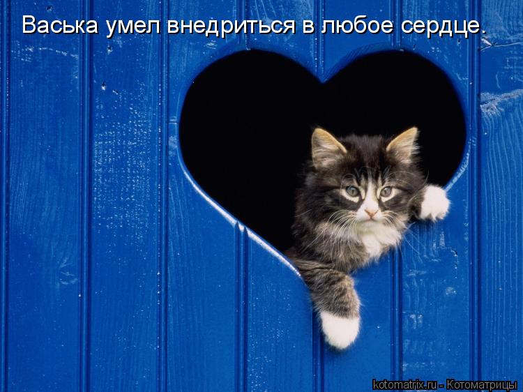Васька умел внедриться в любое сердце.... Котоматрица: Васька умел внедриться в любое сердце.