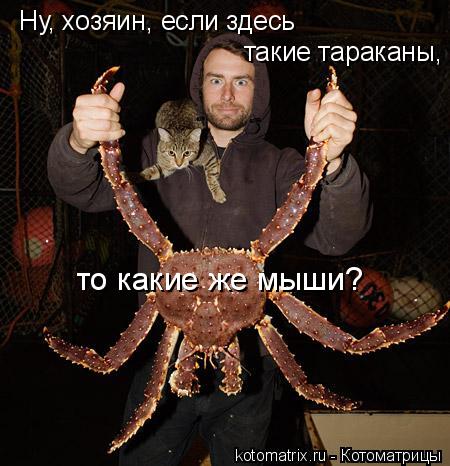 Ну, хозяин, если здесь такие тараканы, то какие же мыши?... Котоматрица: Ну, хозяин, если здесь такие тараканы, то какие же мыши?