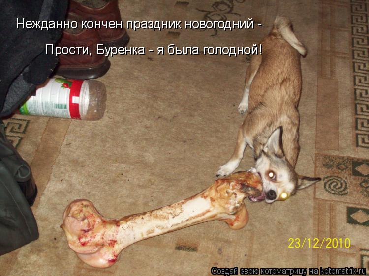 Нежданно кончен праздник новогодний - Прости, Буренка - я была голодной!... Котоматрица: Нежданно кончен праздник новогодний - Прости, Буренка - я была голодной!