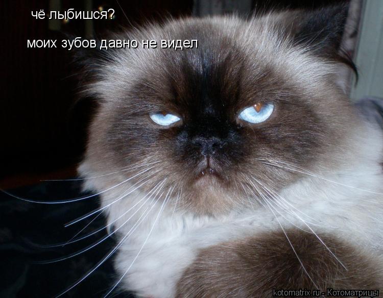 Котоматрица: чё лыбишся? моих зубов давно не видел