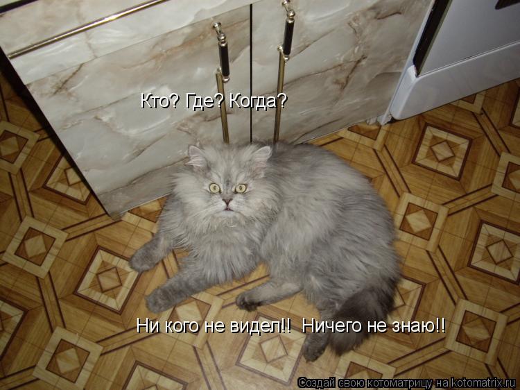 Котоматрица: Кто? Где? Когда?        Ни кого не видел!!  Ничего не знаю!!