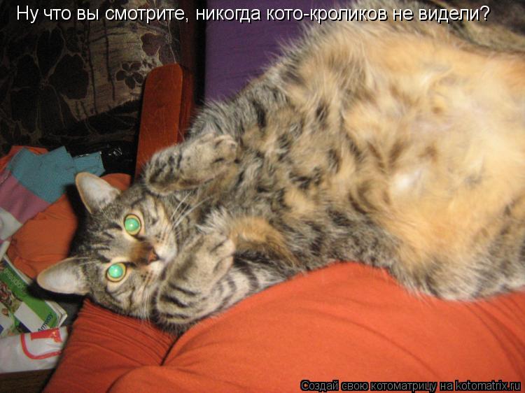 Ну что вы смотрите, никогда кото-кроликов не видели?... Котоматрица: Ну что вы смотрите, никогда кото-кроликов не видели?
