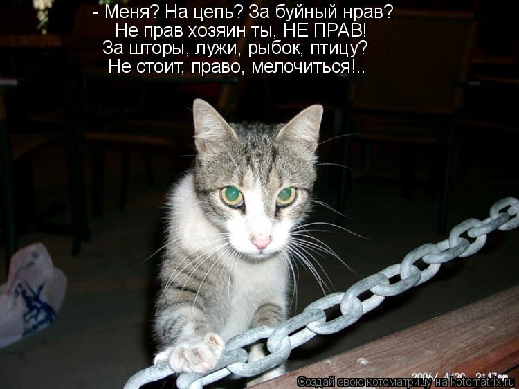 - Меня? На цепь? За буйный нрав? Не прав хозяин ты, НЕ ПРАВ! За шторы, лужи, рыбок, птицу? Не стоит, ... Котоматрица: - Меня? На цепь? За буйный нрав? Не прав хозяин ты, НЕ ПРАВ! За шторы, лужи, рыбок, птицу? Не стоит, право, мелочиться!..