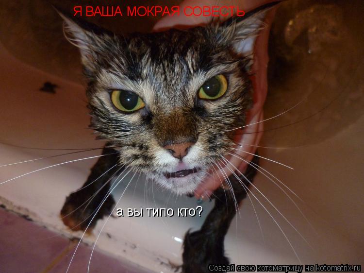 Котоматрица: Я ВАША МОКРАЯ СОВЕСТЬ а вы типо кто?