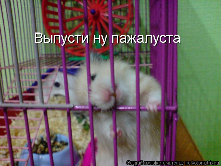 Выпусти ну пажалуста... Котоматрица: Выпусти ну пажалуста