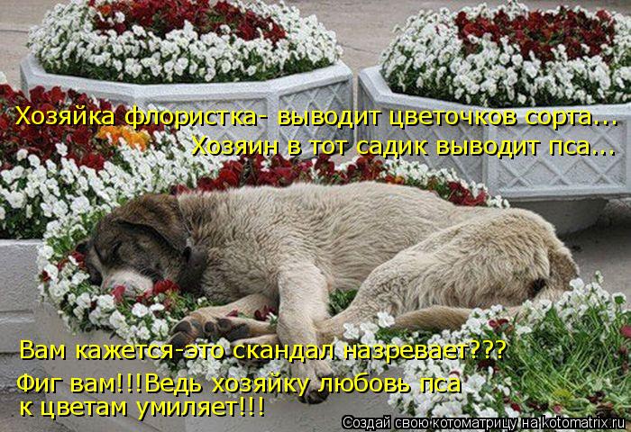 Котоматрица: Хозяйка флористка- выводит цветочков сорта... Хозяин в тот садик выводит пса... Фиг вам!!!Ведь хозяйку любовь пса к цветам умиляет!!! Вам кажетс