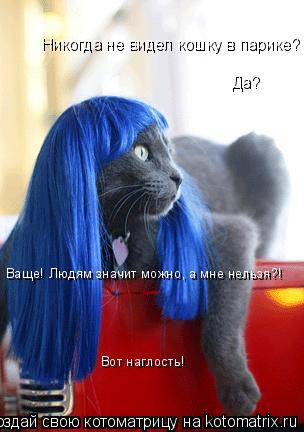 Котоматрица: Никогда не видел кошку в парике?  Да? Ваще! Людям значит можно, а мне нельзя?! Вот наглость!