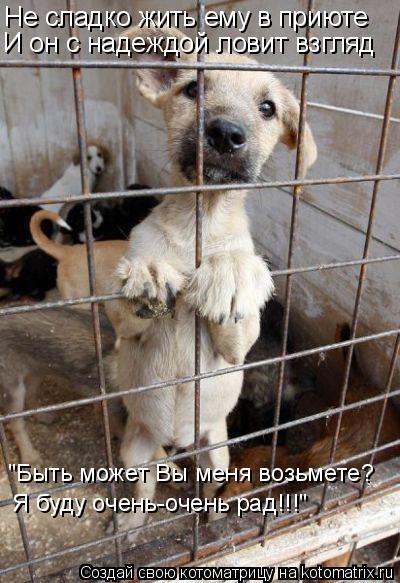 Котоматрица: Не сладко жить ему в приюте И он с надеждой ловит взгляд "Быть может Вы меня возьмете? Я буду очень-очень рад!!!"