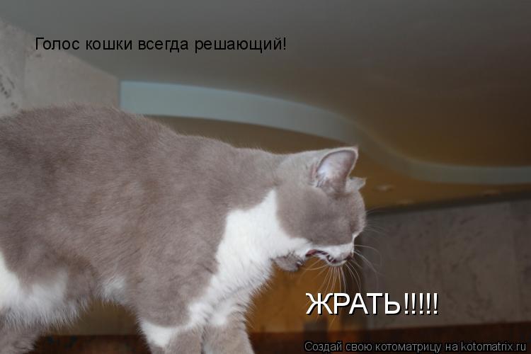 Котоматрица: ЖРАТЬ!!!!! Голос кошки всегда решающий!