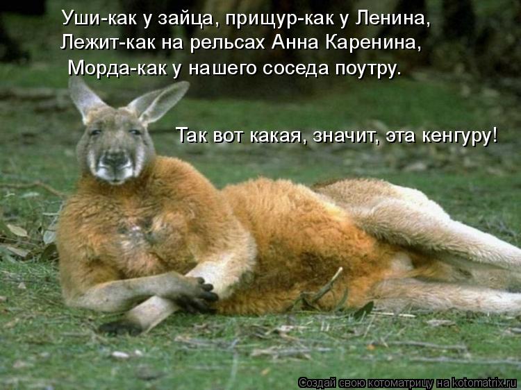 Уши-как у зайца, прищур-как у Ленина, Лежит-как на рельсах Анна Каренина, Морда-как у нашего соседа п... Котоматрица: Уши-как у зайца, прищур-как у Ленина, Лежит-как на рельсах Анна Каренина, Морда-как у нашего соседа поутру. Так вот какая, значит, эта кенгуру!