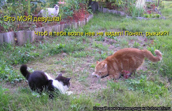 Котоматрица: Это МОЯ девушка! Чтоб я тебя возле нее не видел! Понял, рыжий?!