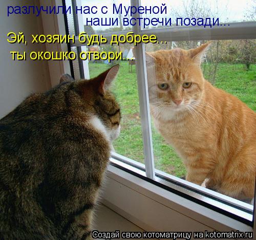 Котоматрица: разлучили нас с Муреной наши встречи позади... Эй, хозяин будь добрее... ты окошко отвори...