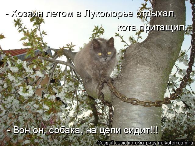 - Хозяин летом в Лукоморье отдыхал, кота притащил... - Вон он, собака, на цепи сидит!!!... Котоматрица: - Хозяин летом в Лукоморье отдыхал, кота притащил... - Вон он, собака, на цепи сидит!!!