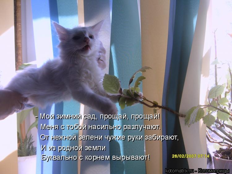 - Мой зимний сад, прощай, прощай! Меня с тобой насильно разлучают. От нежной зелени чужие руки забира... Котоматрица: - Мой зимний сад, прощай, прощай! Меня с тобой насильно разлучают. От нежной зелени чужие руки забирают, И из родной земли Буквально с корнем