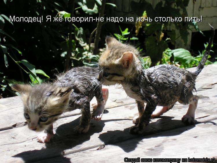 Котоматрица: Ну ты молодец! Я же говорил-не надо на ночь столько пить! Молодец! Я же говорил-не надо на ночь столько пить!