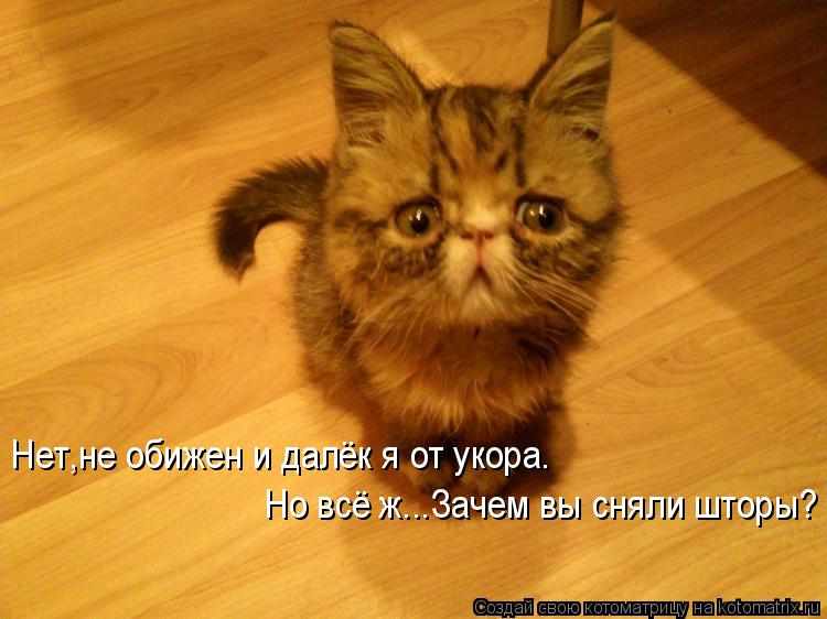 Нет,не обижен и далёк я от укора. Но всё ж...Зачем вы сняли шторы?... Котоматрица: Нет,не обижен и далёк я от укора. Но всё ж...Зачем вы сняли шторы?
