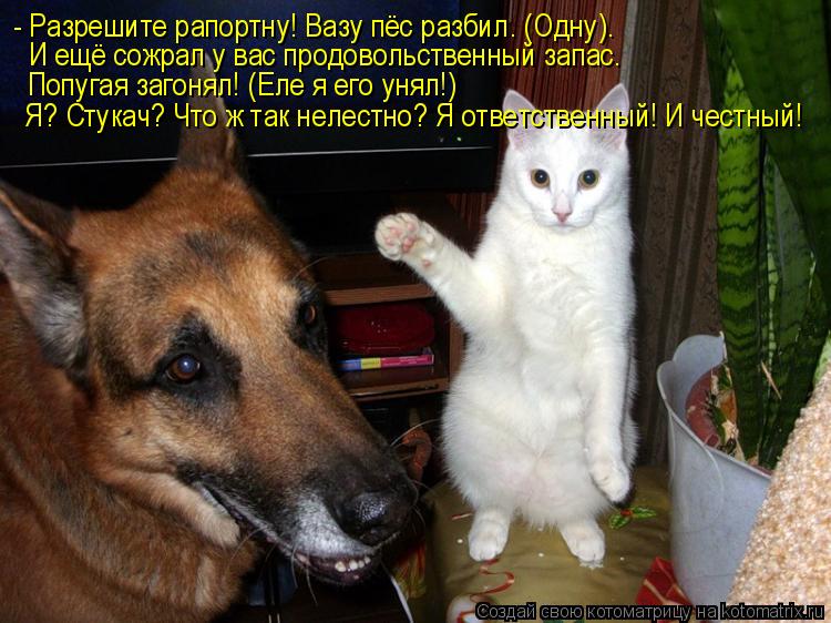- Разрешите рапортну! Вазу пёс разбил. (Одну). И ещё сожрал у вас продовольственный запас. Попугая за... Котоматрица: - Разрешите рапортну! Вазу пёс разбил. (Одну). И ещё сожрал у вас продовольственный запас. Попугая загонял! (Еле я его унял!) Я? Стукач? Что ж так