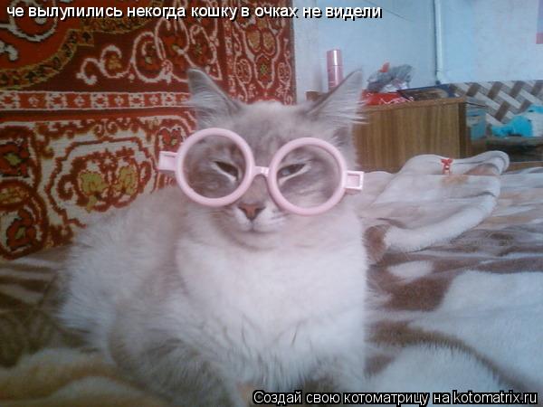 Котоматрица: че вылупились некогда кошку в очках не видели