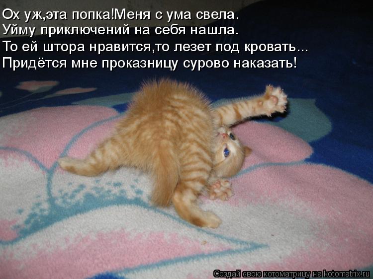 Уйму приключений на себя нашла. Ох уж,эта попка!Меня с ума свела. Придётся мне проказницу сурово нака... Котоматрица: Уйму приключений на себя нашла. Ох уж,эта попка!Меня с ума свела. Придётся мне проказницу сурово наказать! То ей штора нравится,то лезет под