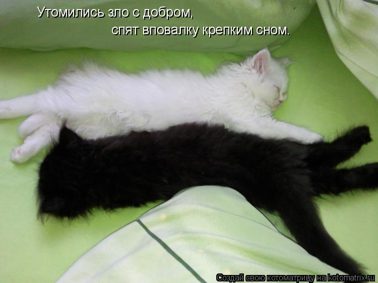 Утомились зло с добром, спят вповалку крепким сном.... Котоматрица: Утомились зло с добром, спят вповалку крепким сном.