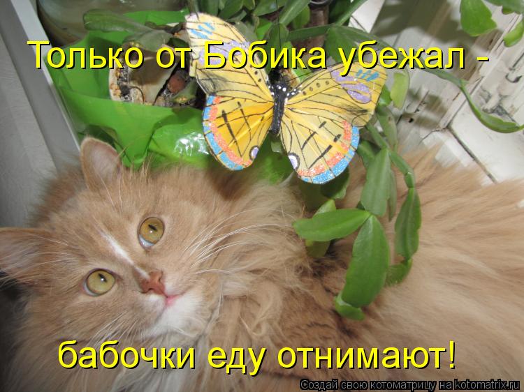 Только от Бобика убежал - бабочки еду отнимают!... Котоматрица: Только от Бобика убежал - бабочки еду отнимают!