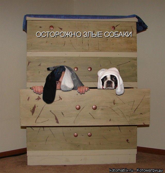 Котоматрица: ОСТОРОЖНО ЗЛЫЕ СОБАКИ
