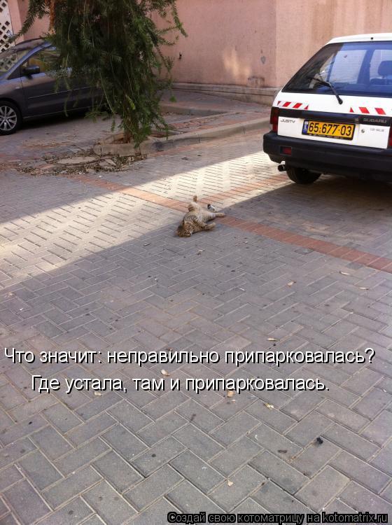 Котоматрица: Что значит: неправильно припарковалась? Где устала, там и припарковалась.