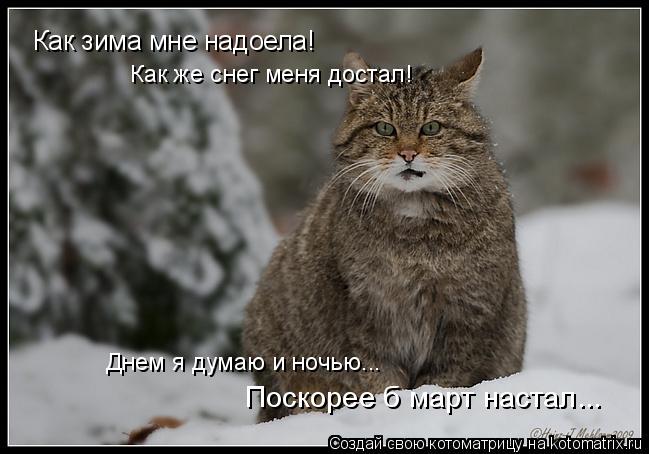 Как зима мне надоела! Как же снег меня достал! Днем я думаю и ночью... Поскорее б март настал...... Котоматрица: Как зима мне надоела! Как же снег меня достал! Днем я думаю и ночью... Поскорее б март настал...