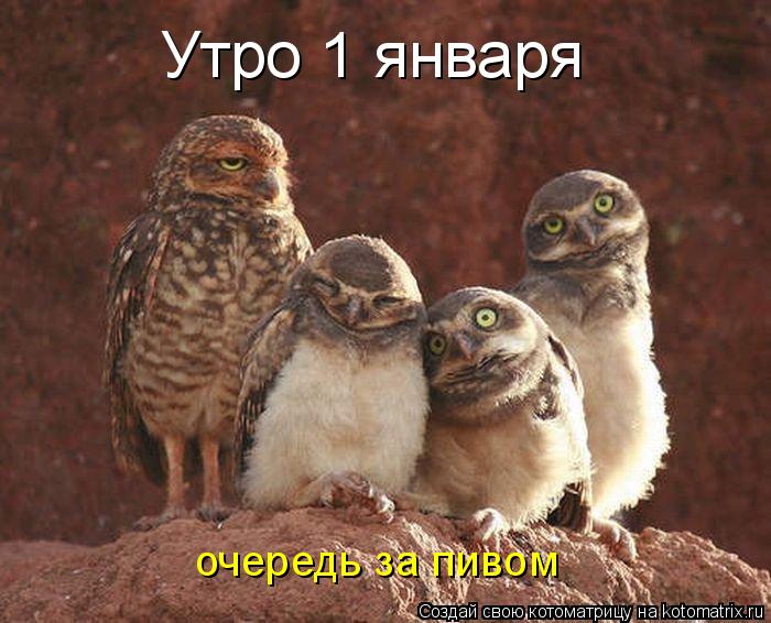 Котоматрица: Утро 1 января очередь за пивом
