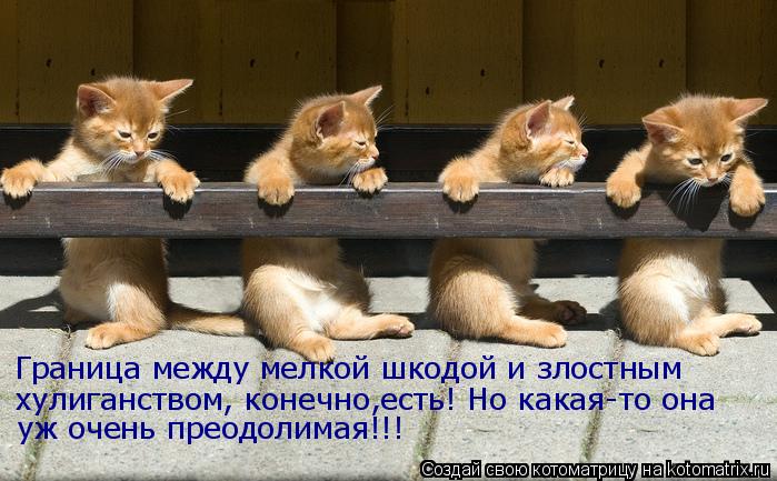 Граница между мелкой шкодой и злостным хулиганством, конечно,есть! Но какая-то она уж очень преодоли... Котоматрица: Граница между мелкой шкодой и злостным хулиганством, конечно,есть! Но какая-то она уж очень преодолимая!!!