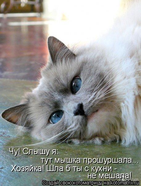 Чу! Слышу я: тут мышка прошуршала... Хозяйка! Шла б ты с кухни - не мешала!... Котоматрица: Чу! Слышу я: тут мышка прошуршала... Хозяйка! Шла б ты с кухни - не мешала!