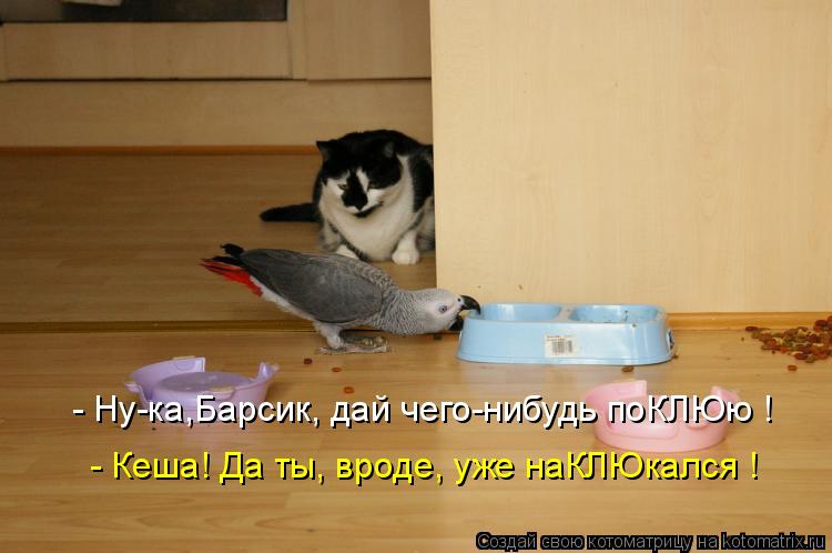 Котоматрица: - Ну-ка,Барсик, дай чего-нибудь поКЛЮю ! - Кеша! Да ты, вроде, уже наКЛЮкался !