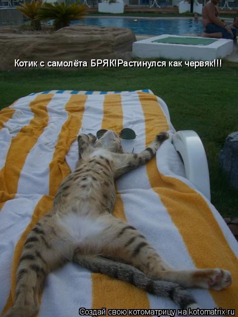 Котик с самолёта БРЯК!Растинулся как червяк!!!... Котоматрица: Котик с самолёта БРЯК!Растинулся как червяк!!!