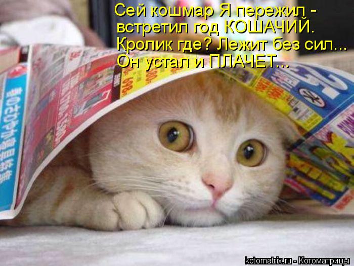 Сей кошмар Я пережил - встретил год КОШАЧИЙ. Кролик где? Лежит без сил... Он устал и ПЛАЧЕТ...... Котоматрица: Сей кошмар Я пережил - встретил год КОШАЧИЙ. Кролик где? Лежит без сил... Он устал и ПЛАЧЕТ...